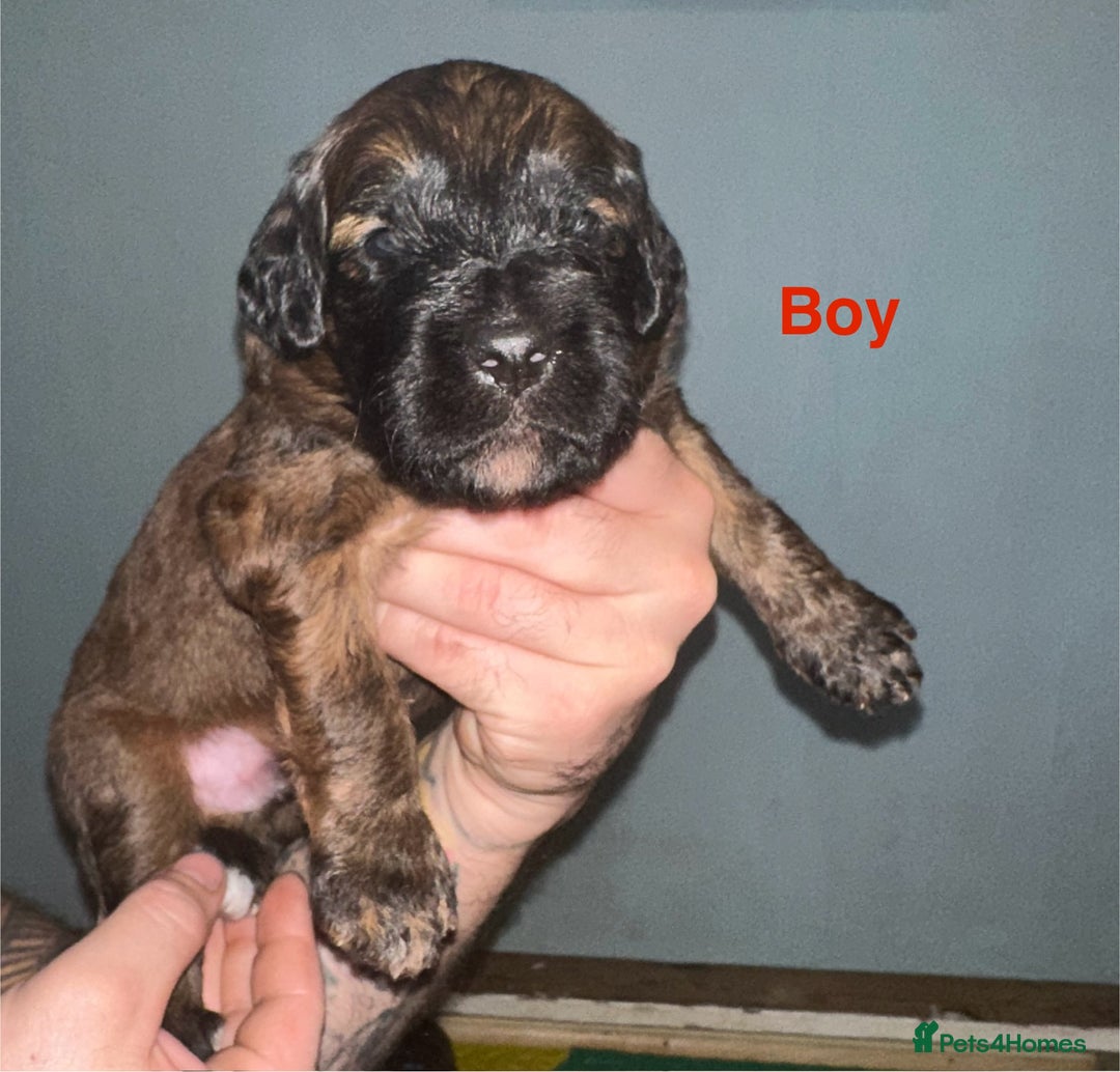 Mixed Breed dogs for sale: F1 Saint Berdoodles - Image 4