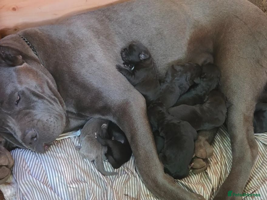 Cane Corso dogs Loyal Cane Corso Companions - Advert 1