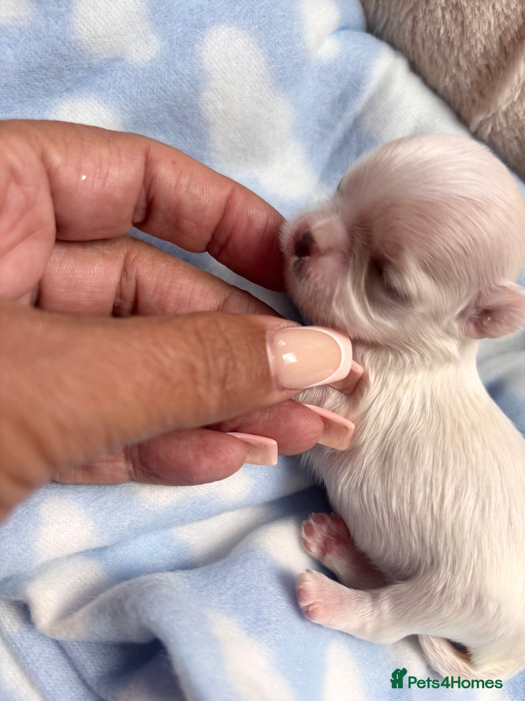 Maltese dogs for sale: ✨💫Tiny Exquisite Bambelina Maltese 💫✨ - Image 4