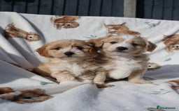 Maltipoo dogs for sale: Beautiful Maltipoo Babies - Image 16