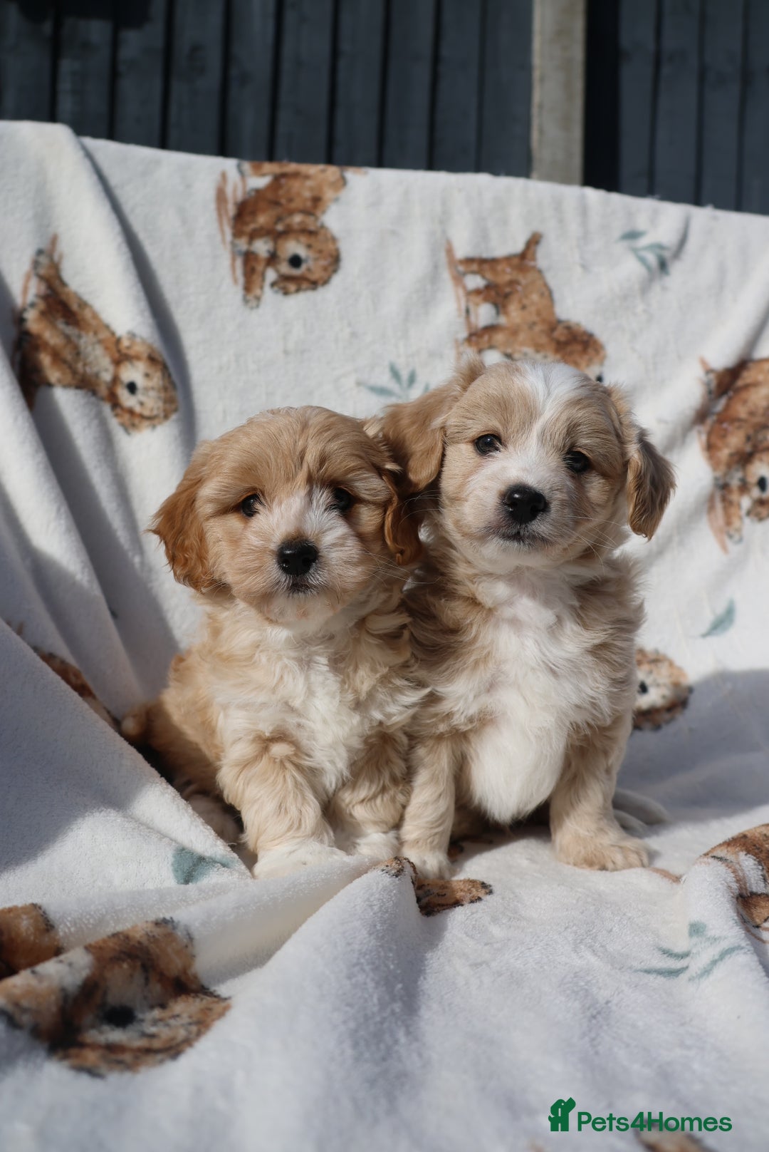 Maltipoo dogs for sale: Beautiful Maltipoo Babies - Image 16
