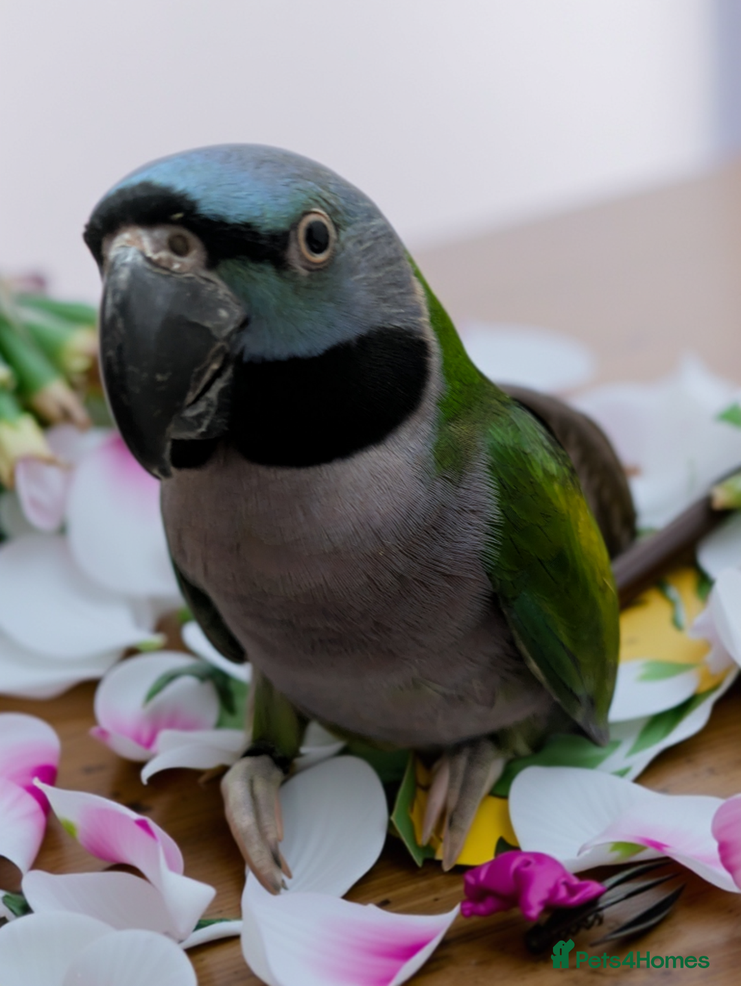 Parakeets birds for sale: Chinese Parakeet Derbyan Parakeet friendly - Advert 11
