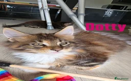 Maine Coon cats for sale: Affectionate Pure Breed Mainecoon Kittens - Image 17