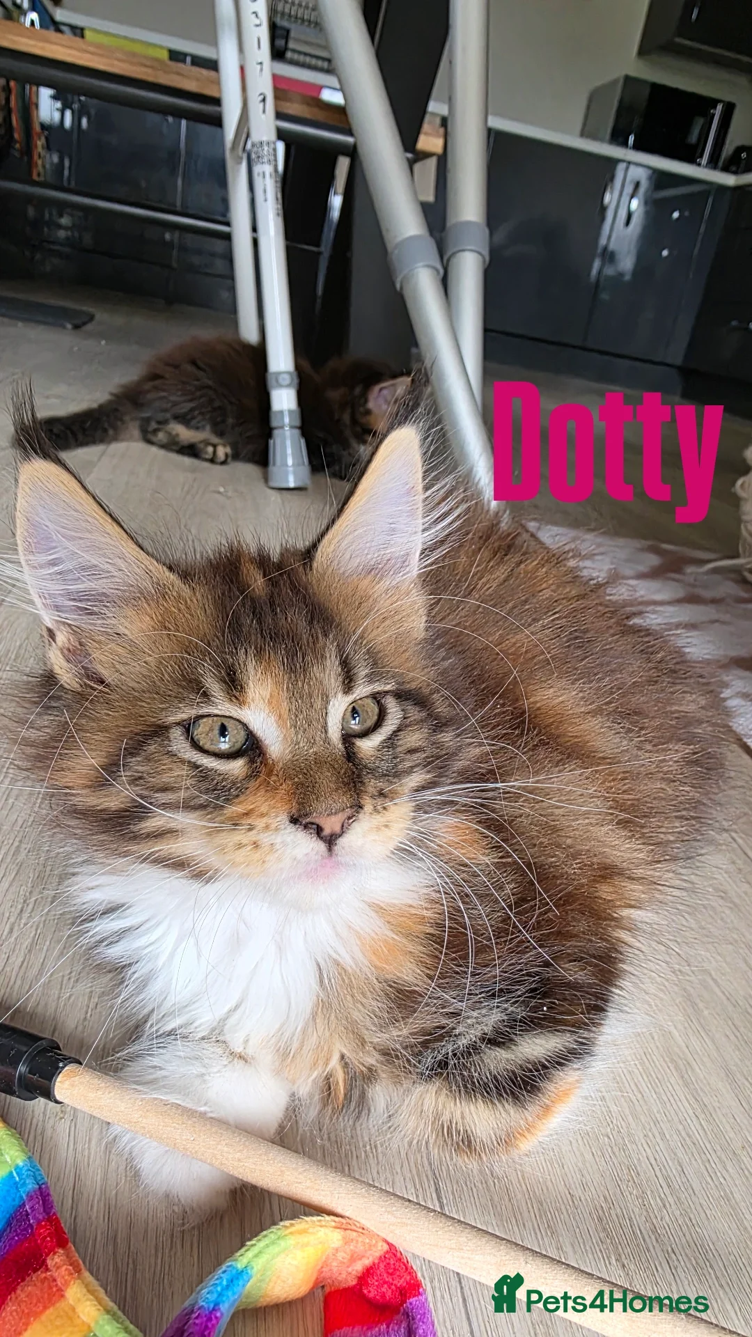Maine Coon cats for sale: Affectionate Pure Breed Mainecoon Kittens - Image 17