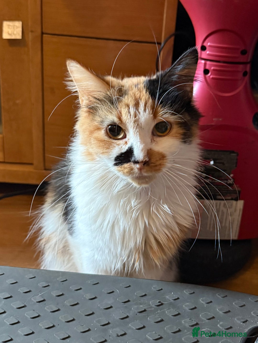 Mixed Breed cats for sale: 2 Beautiful Female Cats 6 months and 1 year old  - Image 4