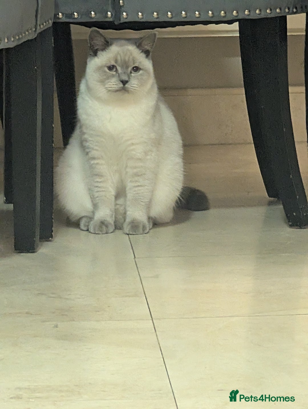British Shorthair cats for sale: Male British shorthair white 10 months - Advert 2