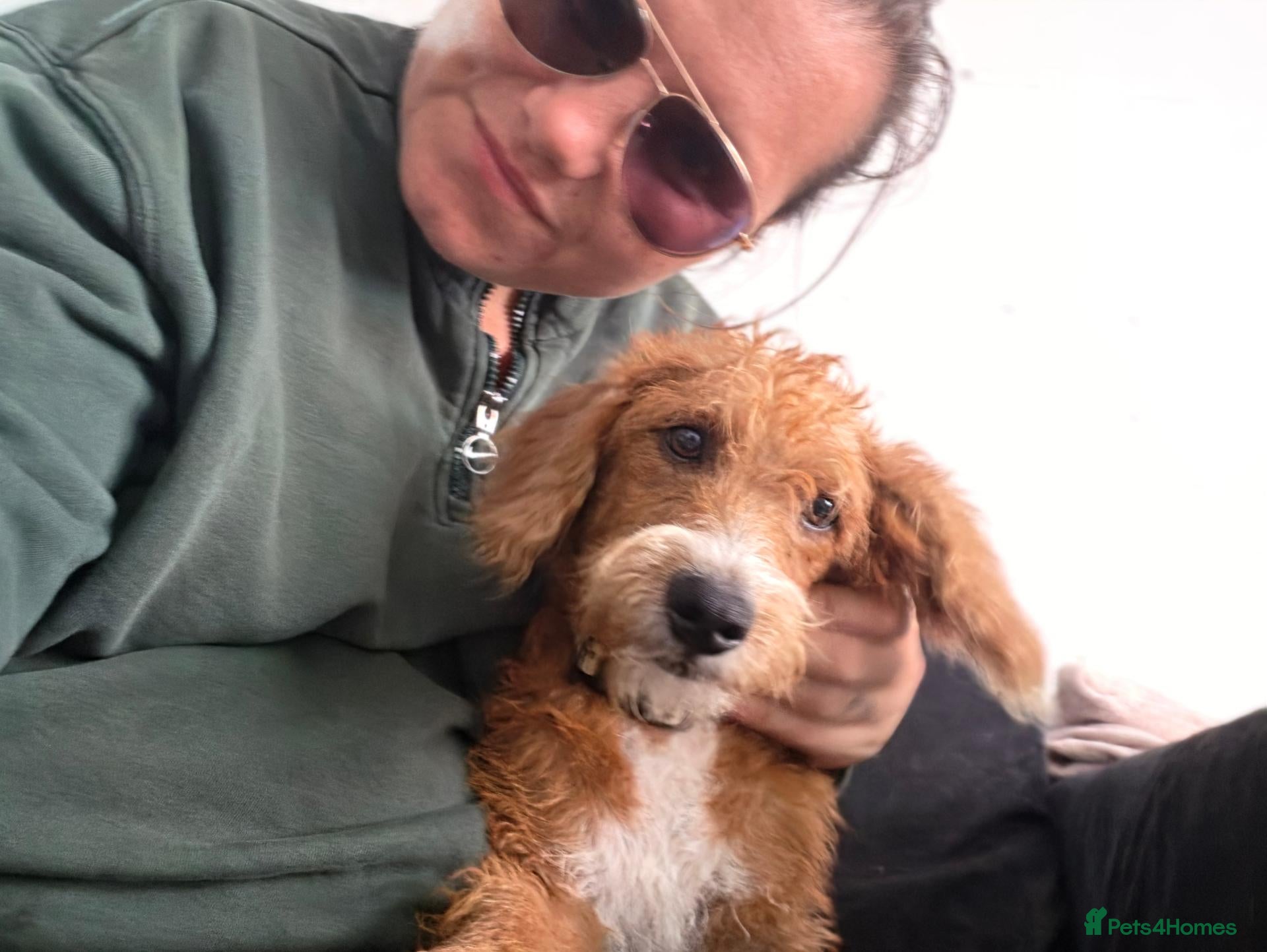 Jackapoo dogs Cheeky loving lala - Advert 16