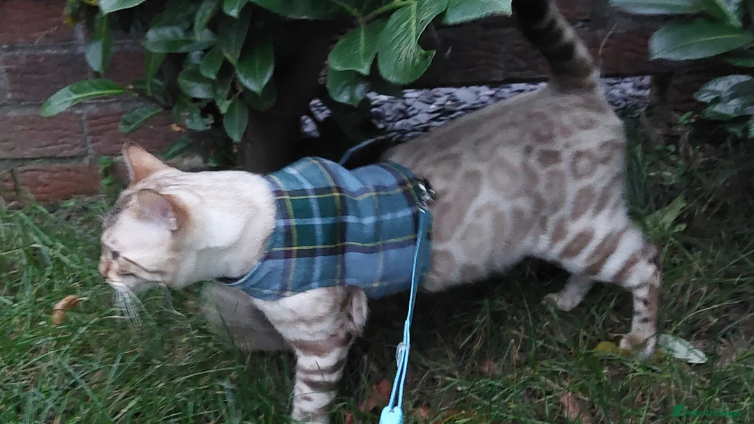 Bengal cats for stud: AMAZING SNOW LYNX STUD BENGAL TICA reg  in Harlow - Advert 20