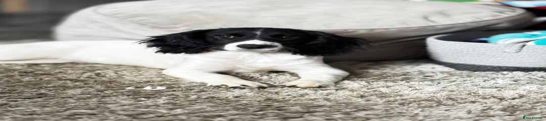 English Springer Spaniel Puppy 1