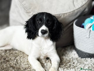 English Springer Spaniel dogs for sale - Advert 1