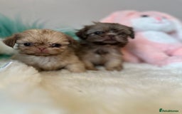 Shih Tzu dogs for sale: ONE PUPPY AVAILABLE READY NOW - Image 18