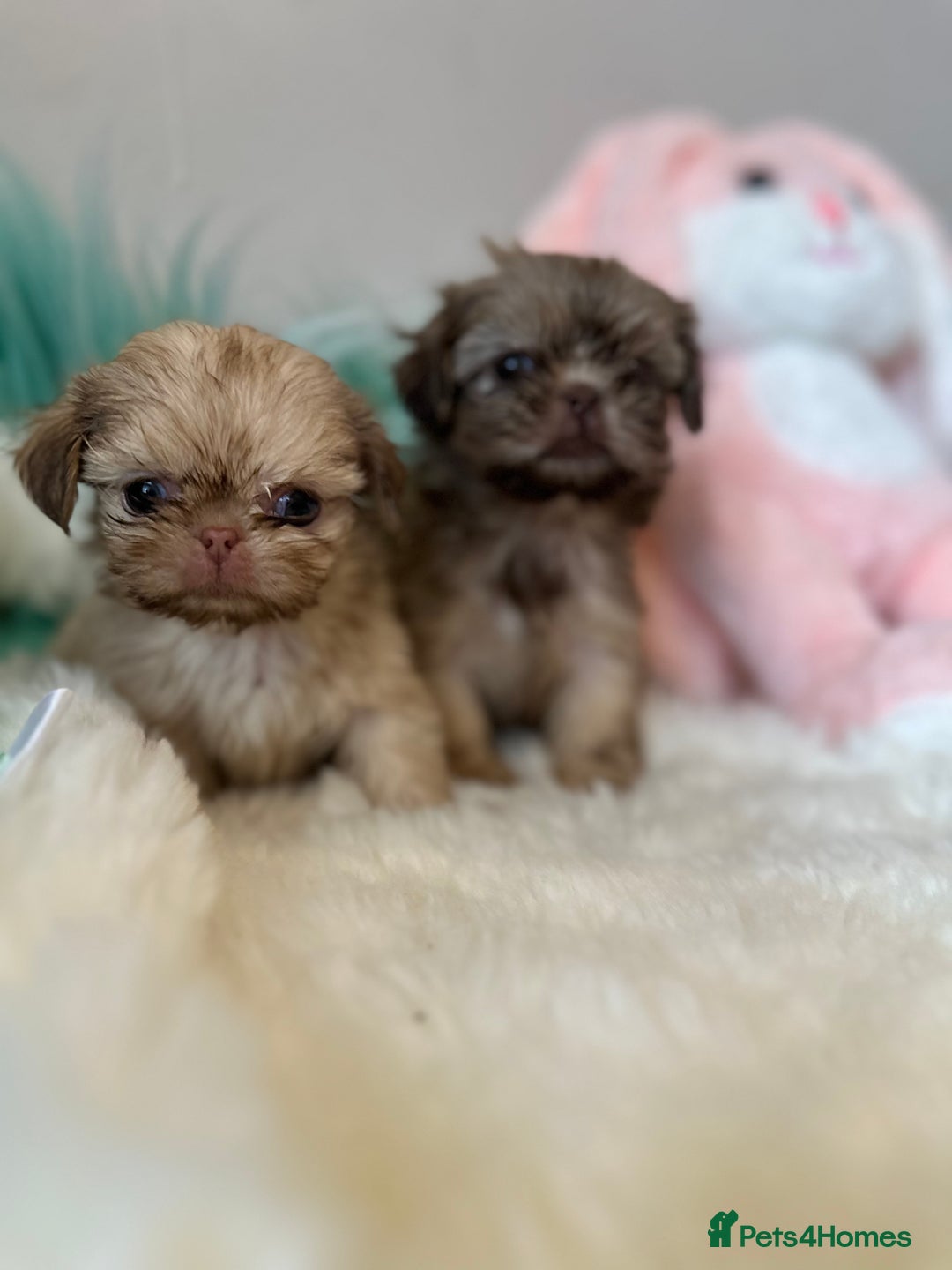 Shih Tzu dogs for sale: ONE PUPPY AVAILABLE READY NOW - Image 18