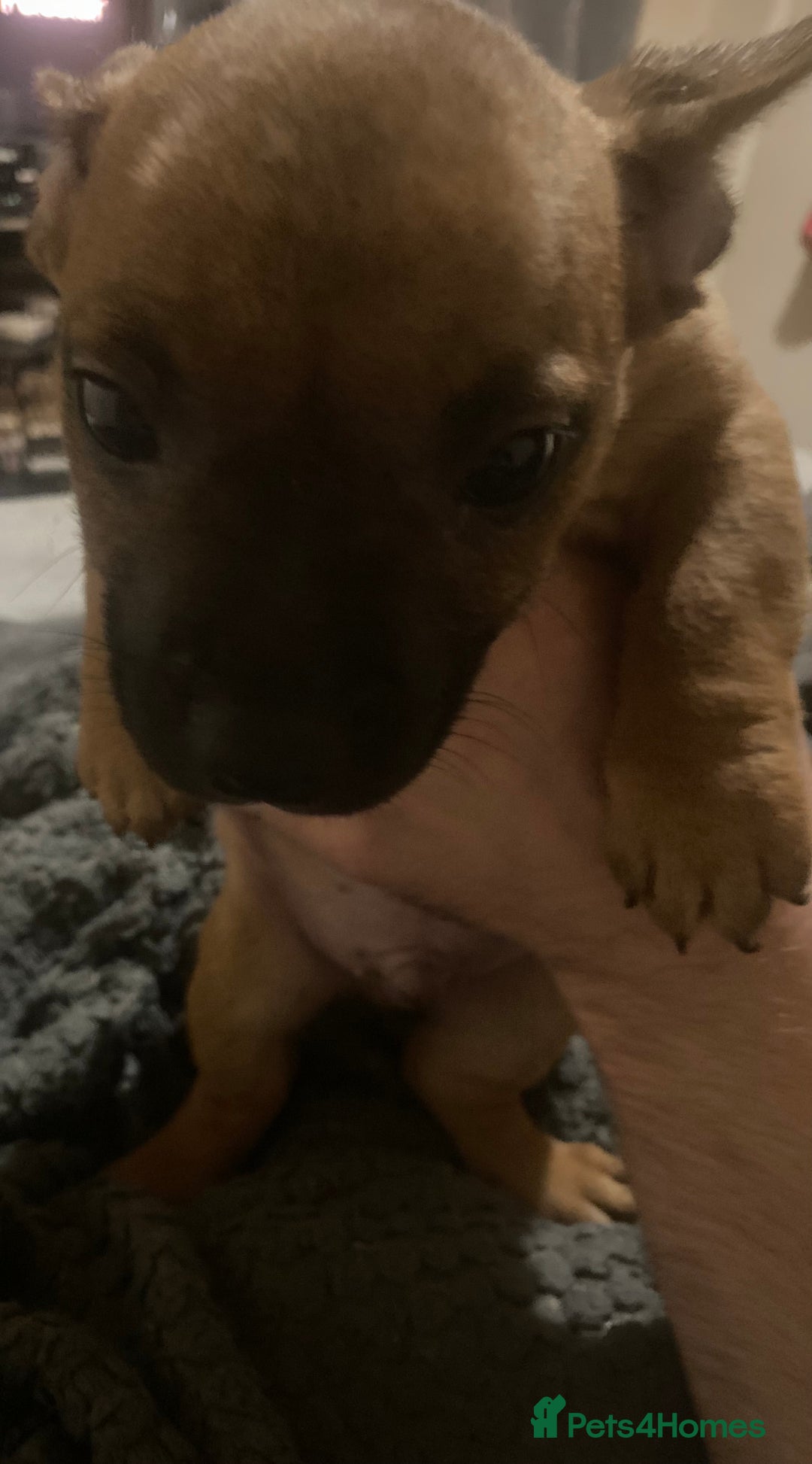 Mixed Breed dogs for sale: 6 French bulldog x jack russel pups for sale - Image 5