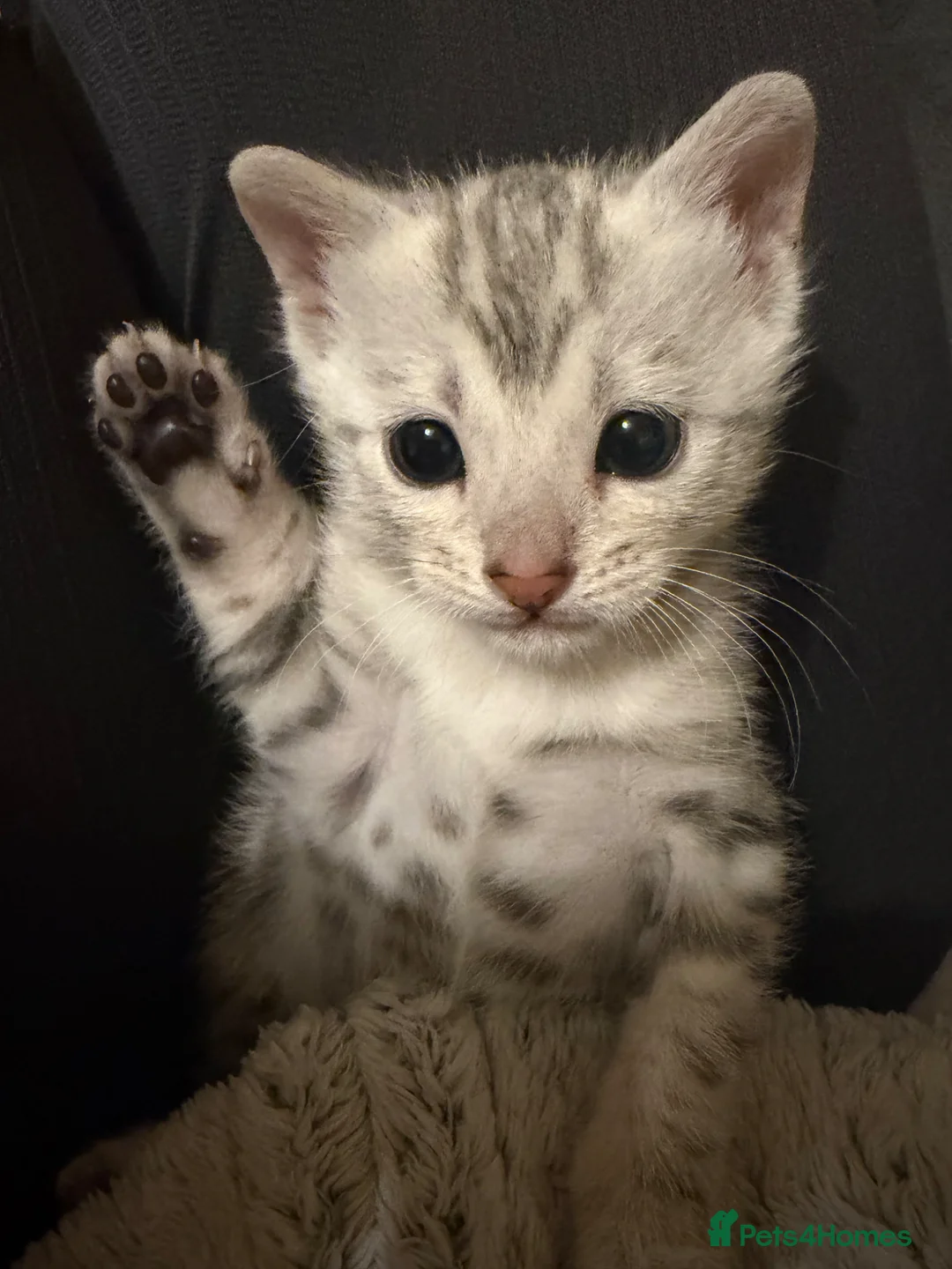 Bengal cats for sale: Pure Silver Bengal Female Available  in Banbury - Advert 1