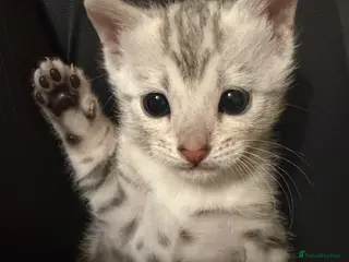 Bengal cats Pure Silver Bengal Female Available - Advert 1