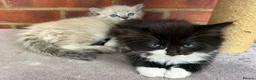 Mixed Breed cats for sale: Ragdoll - Mixed - Advert 13