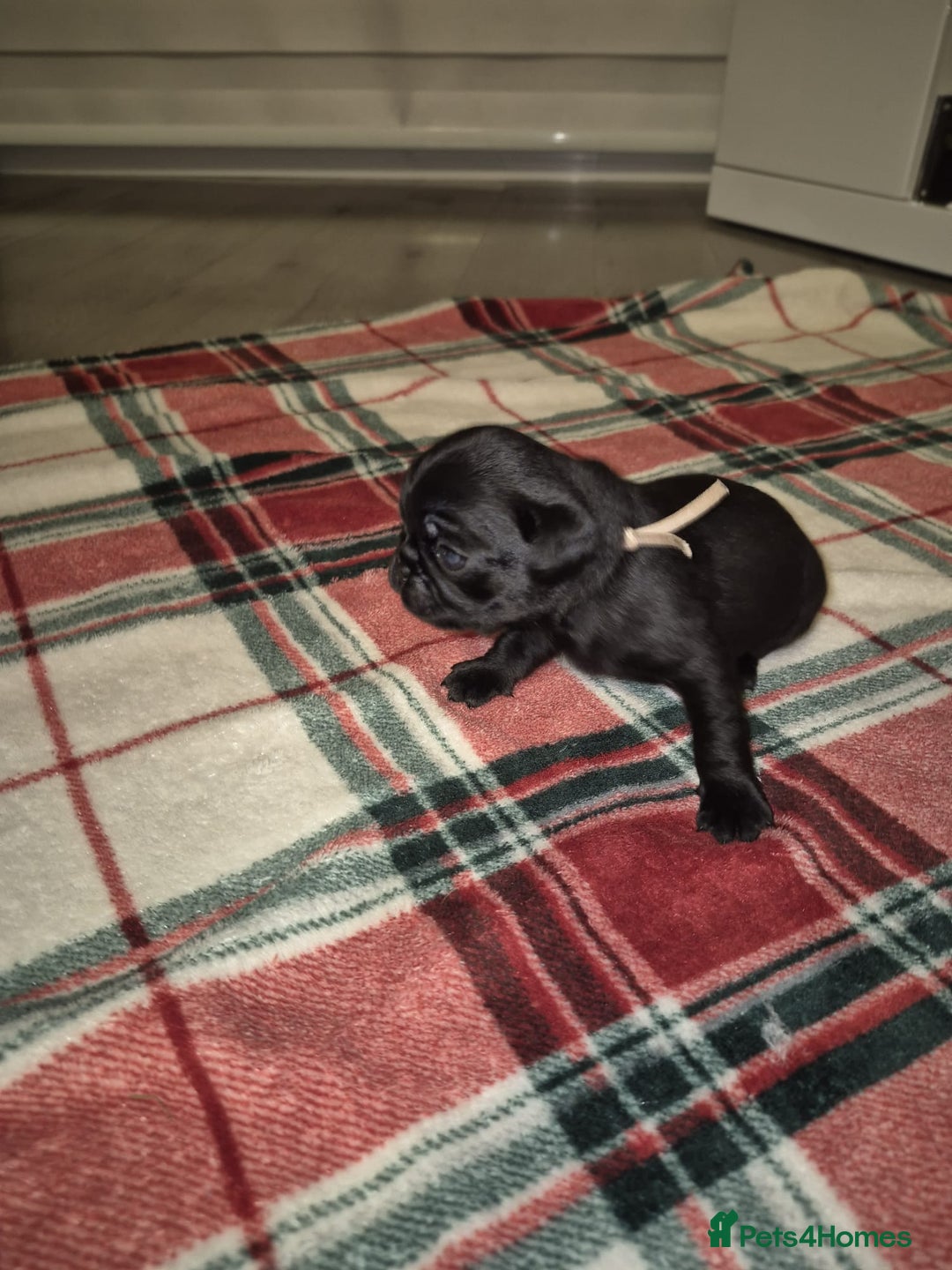 Pug dogs for sale: Pug puppies 🐶  - Image 15