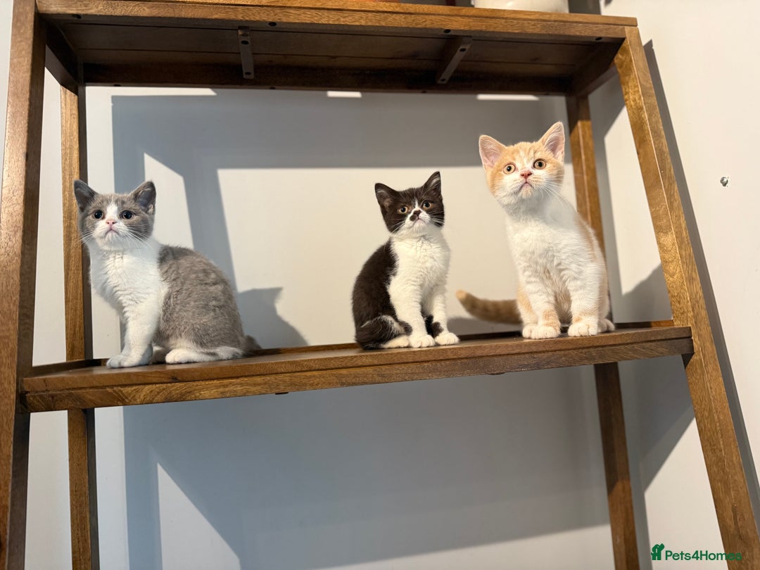 British Shorthair cats for sale: Top quality GCCF reg BSH grand champion lines - Image 26