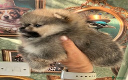 Pomeranian dogs for sale: Amazing Pom puppies from Five Star breeder  - Image 18