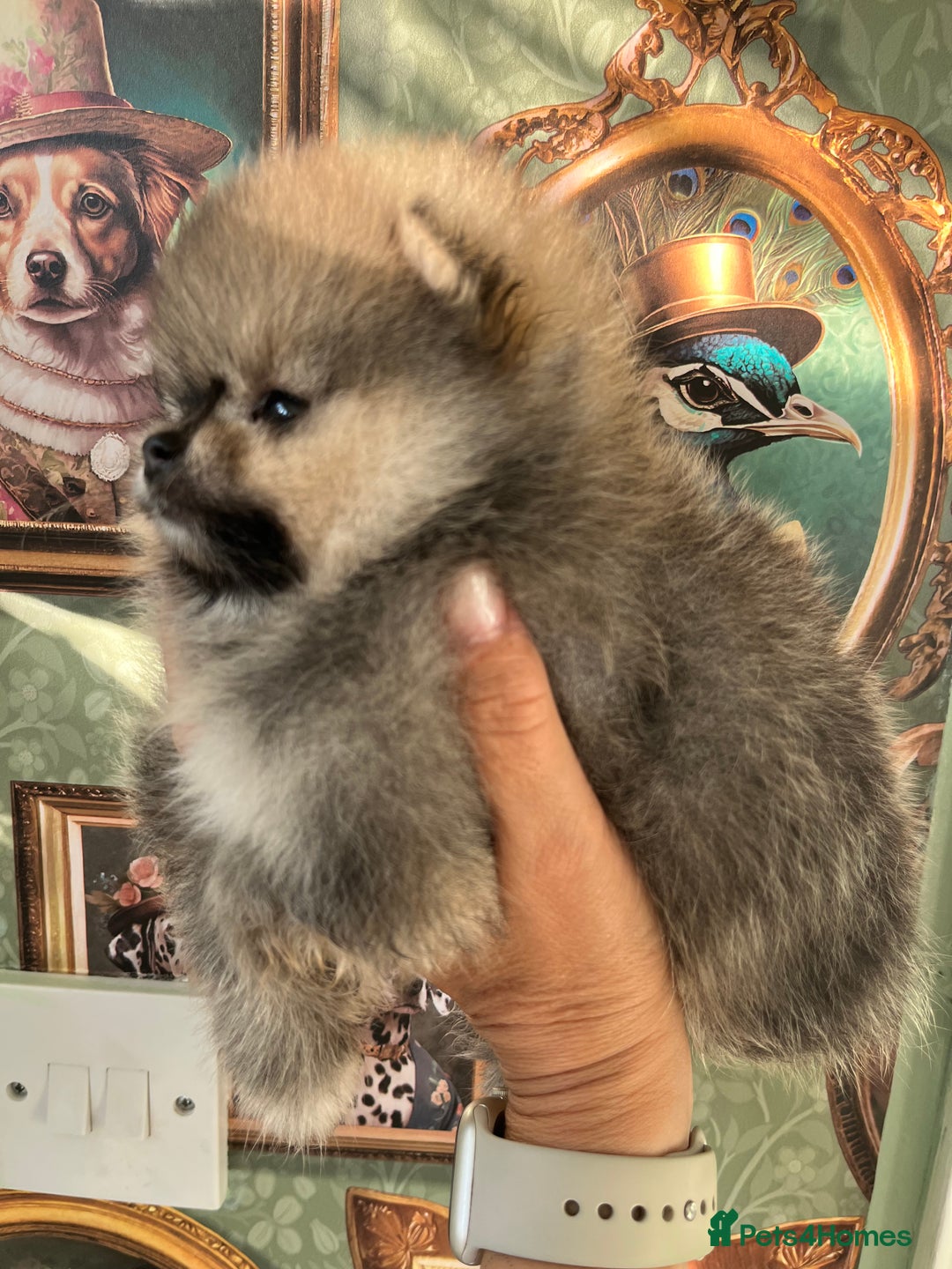Pomeranian dogs for sale: Amazing Pom puppies from Five Star breeder  - Image 18