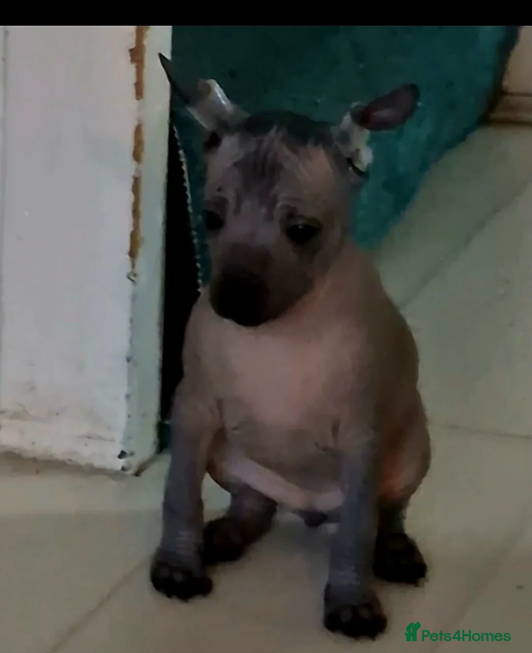 Mexican Hairless dogs for sale: 1 mini girl naked 1400 - Advert 27