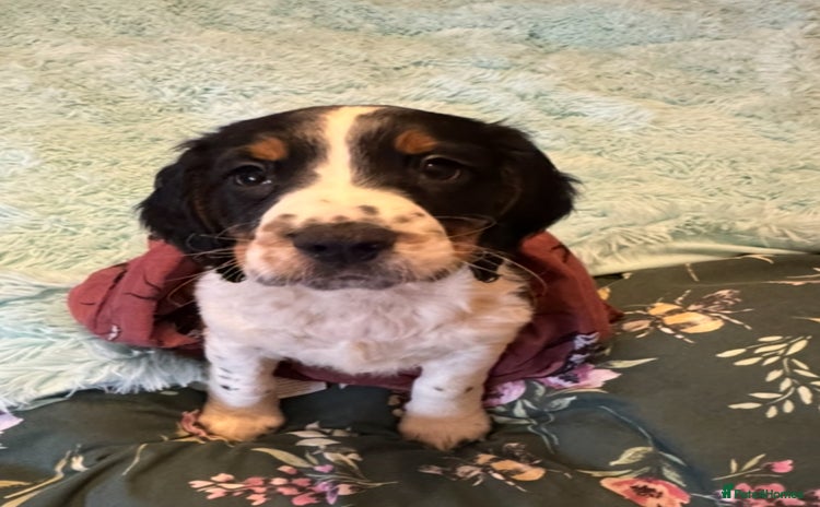 English Springer Spaniel dogs - Advert 1