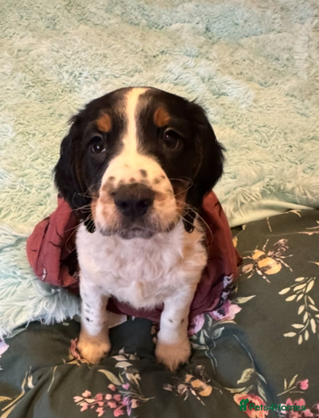 English Springer Spaniel dogs for sale: KC Calm English Springer Spaniel Puppies - Image 1