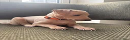 Italian Greyhound dogs for sale: Italian Greyhound & one quarter Whippet puppies  - Advert 8