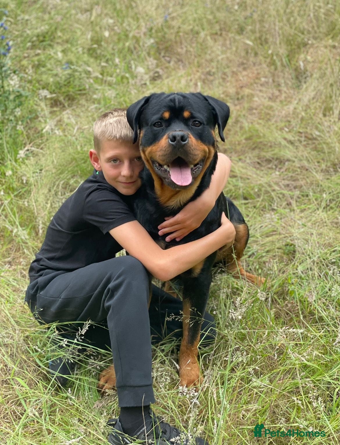 Rottweiler dogs for sale: Gorgeous chunky girl  - Advert 6