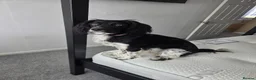Sprocker dogs for sale: Sprocker  in Bridgwater - Advert 2