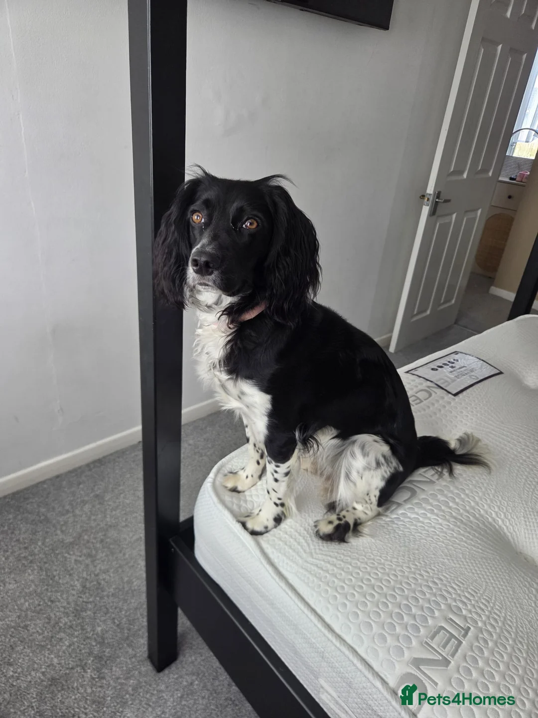 Sprocker dogs for sale: Sprocker  in Bridgwater - Advert 2