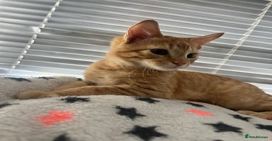 Mixed Breed cats - Advert 2