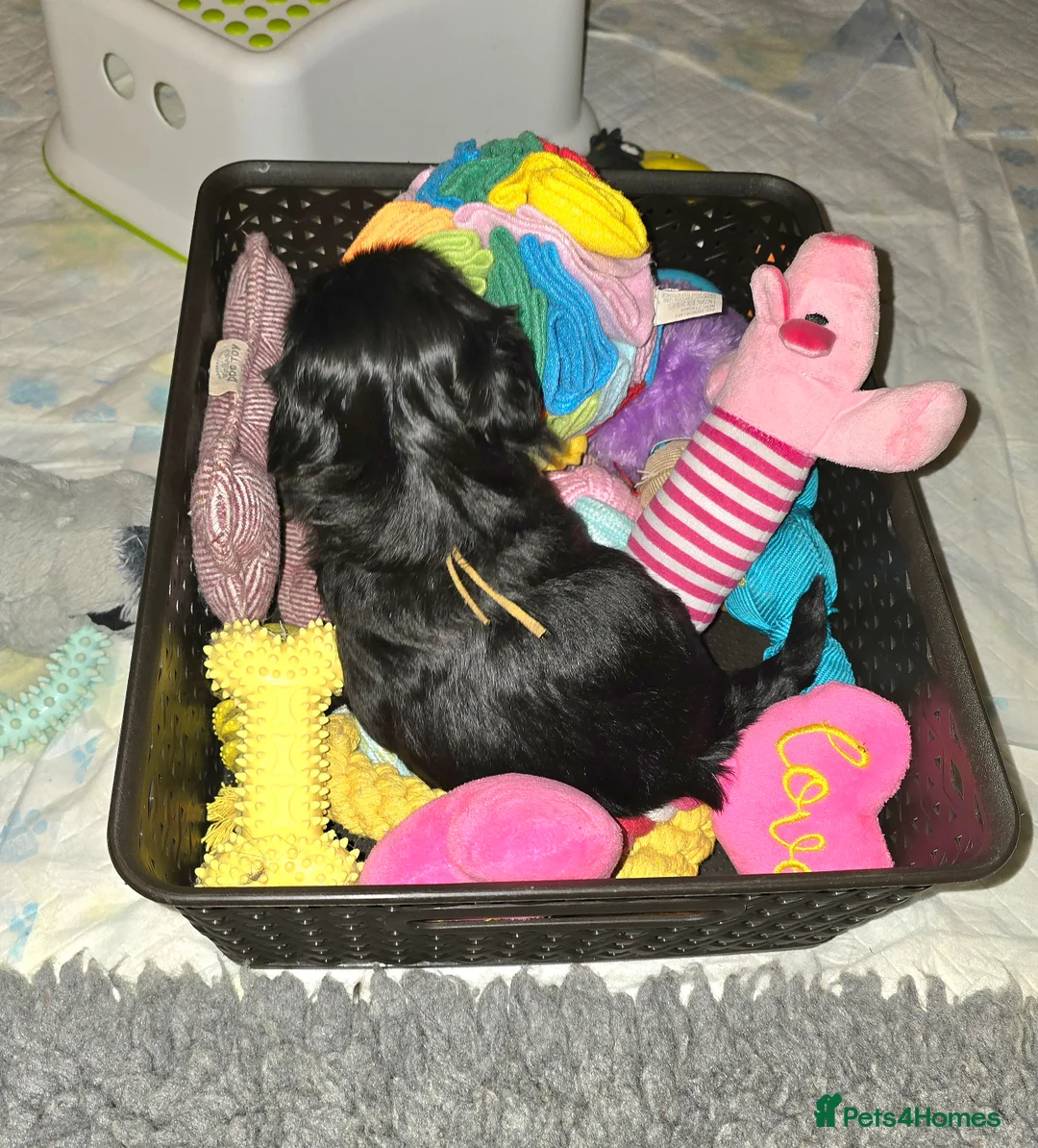 Havanese dogs for sale: The Dog of the 21st Century! in Haverfordwest - Advert 6