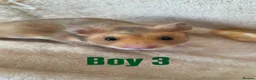 Hamster rodents for sale: Baby Syrian Hamsters  in Bristol - Advert 3