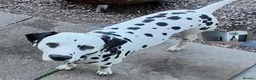 Dalmatian dogs for stud: Dalmatian for stud in Dunfermline - Advert 1