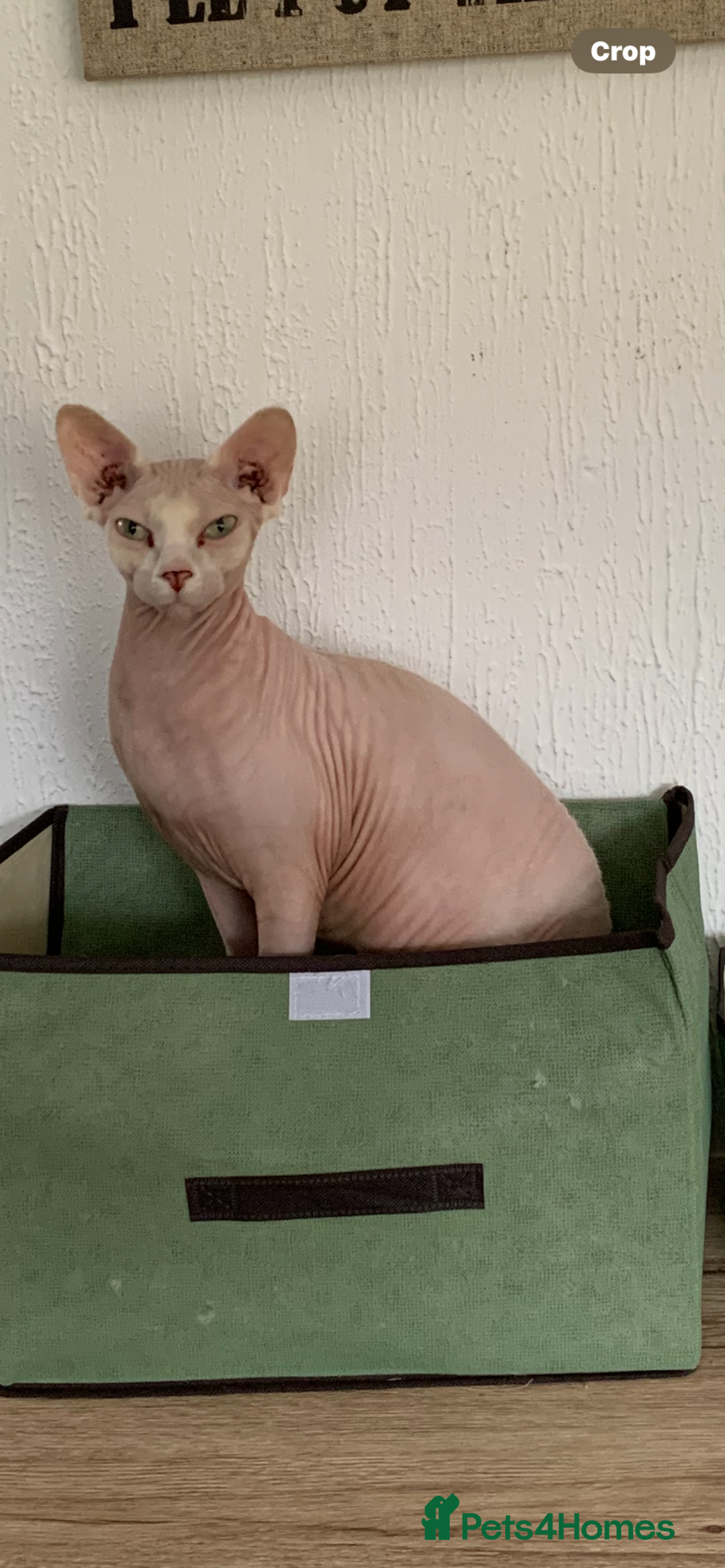 Sphynx cats for sale: Atticus and Phoenix  - Image 5