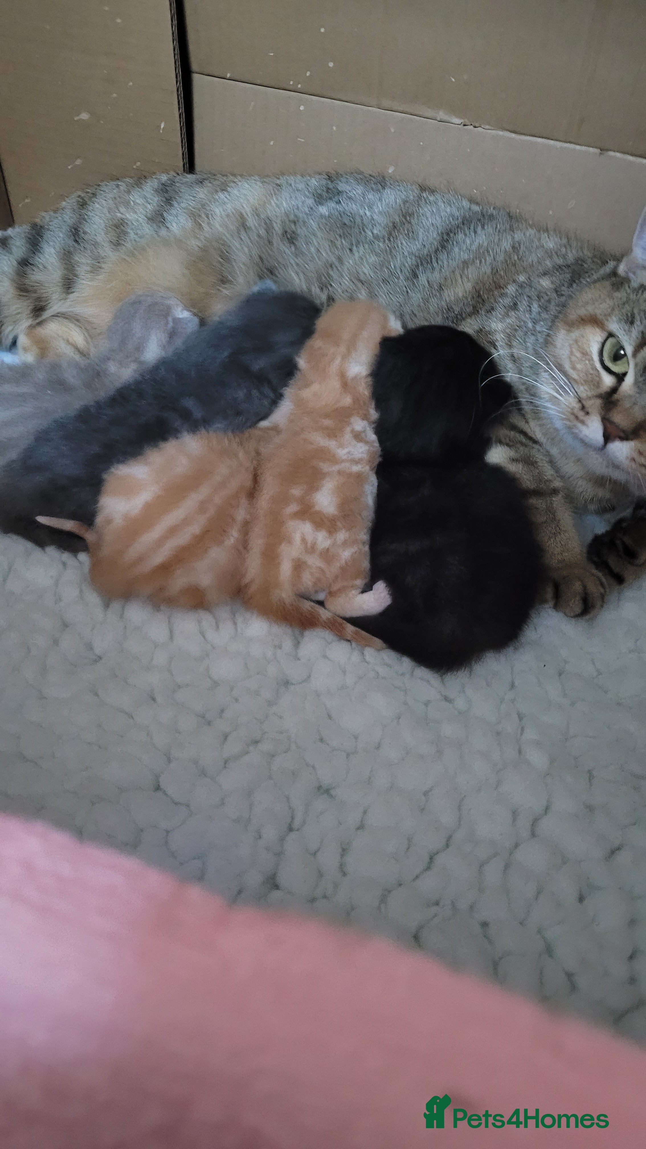 British Shorthair cats 5 beautiful bsh kittens  - Advert 2