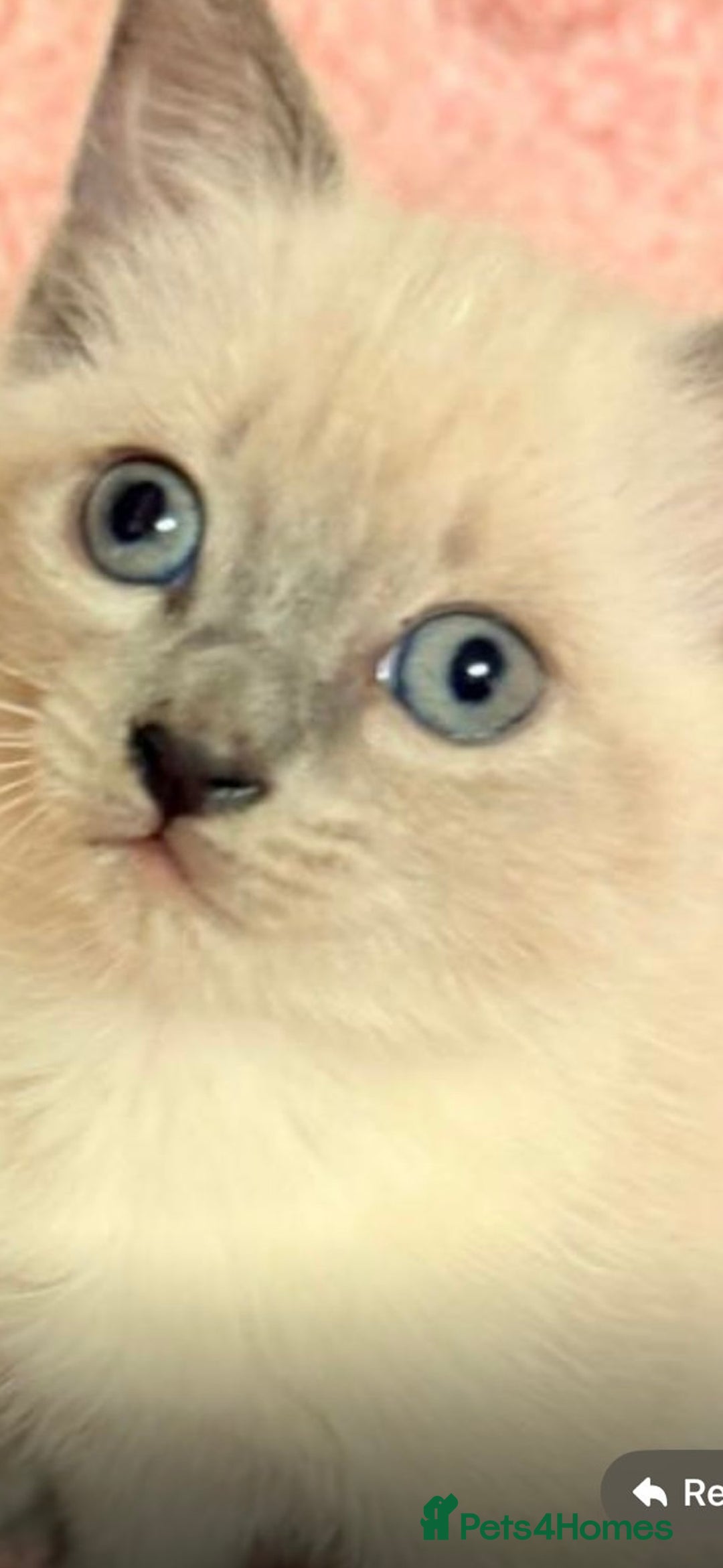 Mixed Breed cats for sale: Female kitten ready to go to her new home  - Advert 2