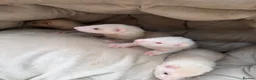 Ferret rodents for sale: 9 Gorgeous Ferret Kits - Advert 3