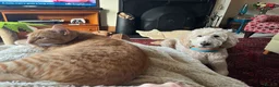 Domestic Shorthair cats for sale: Rehoming Billy in Stowmarket - Advert 4