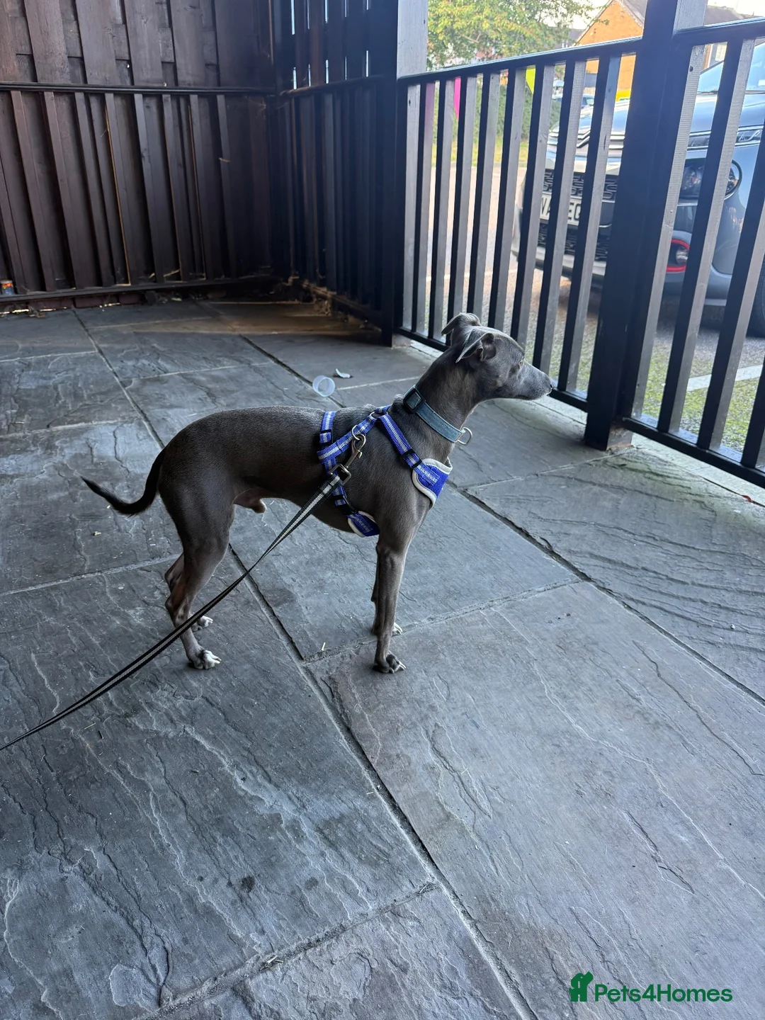 Italian Greyhound dogs for stud: Italian greyhound for stud  - Advert 2