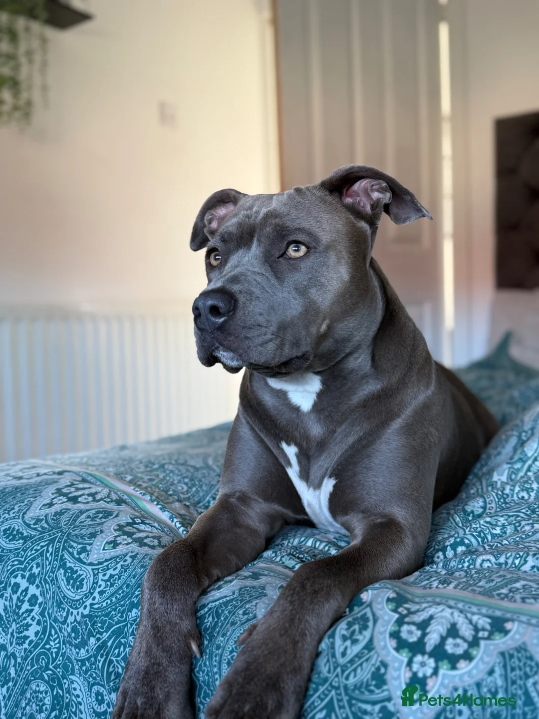 Staffordshire Bull Terrier dogs for sale: Blue Staffordshire bull terrier puppies - Advert 1