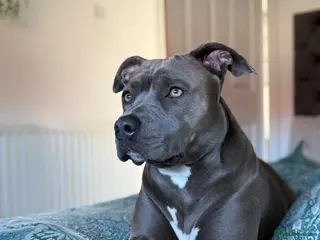 Staffordshire Bull Terrier dogs Blue Staffordshire bull terrier puppies - Advert 15