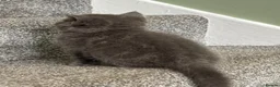 British Shorthair cats for sale: Social, playful BSH kittens  - Advert 8