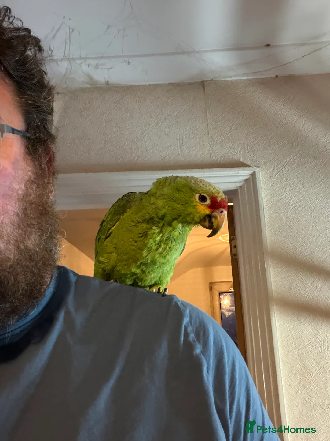 Parrots birds for sale: Red lored Amazon parrot  - Advert 6