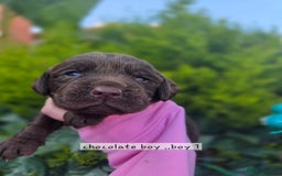 Cockerdor dogs for sale: F1 cockerdor puppies , cocker x labrador  - Image 37