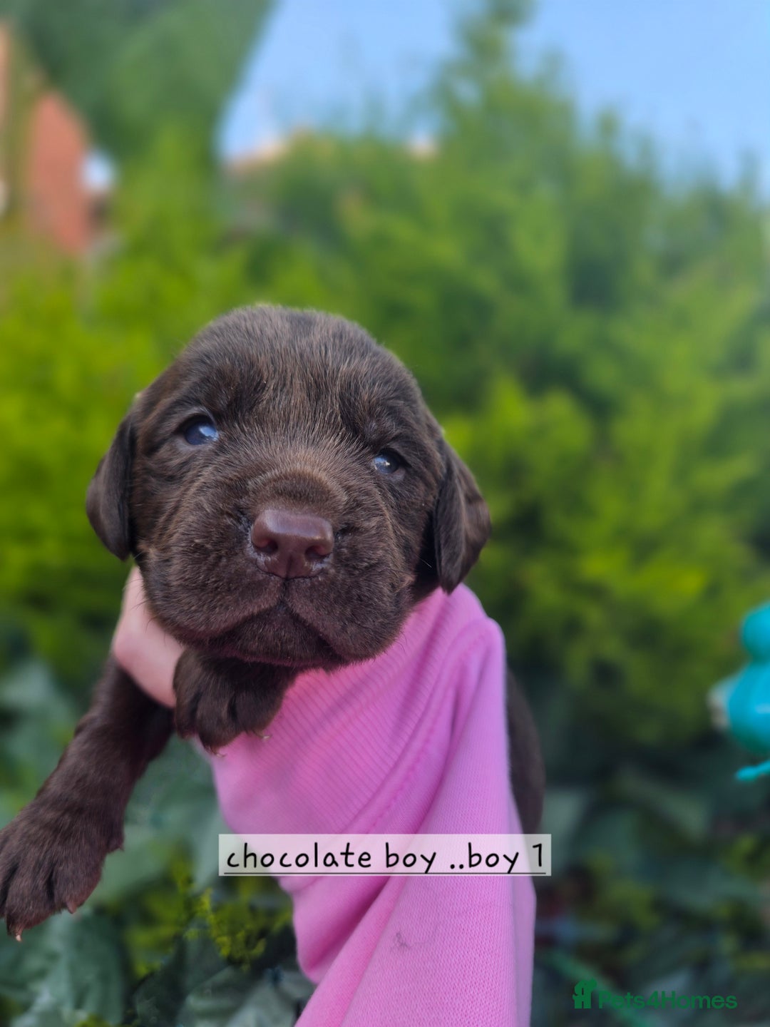 Cockerdor dogs for sale: F1 cockerdor puppies , cocker x labrador  - Image 37