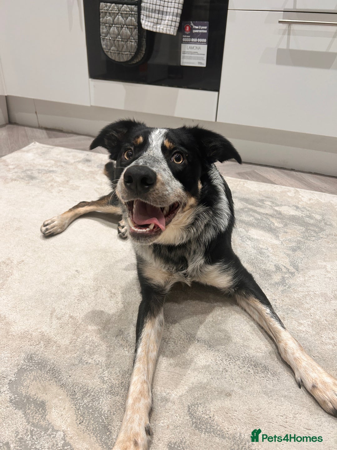 Border Collie dogs for sale: 11 month old Border collie  - Advert 2