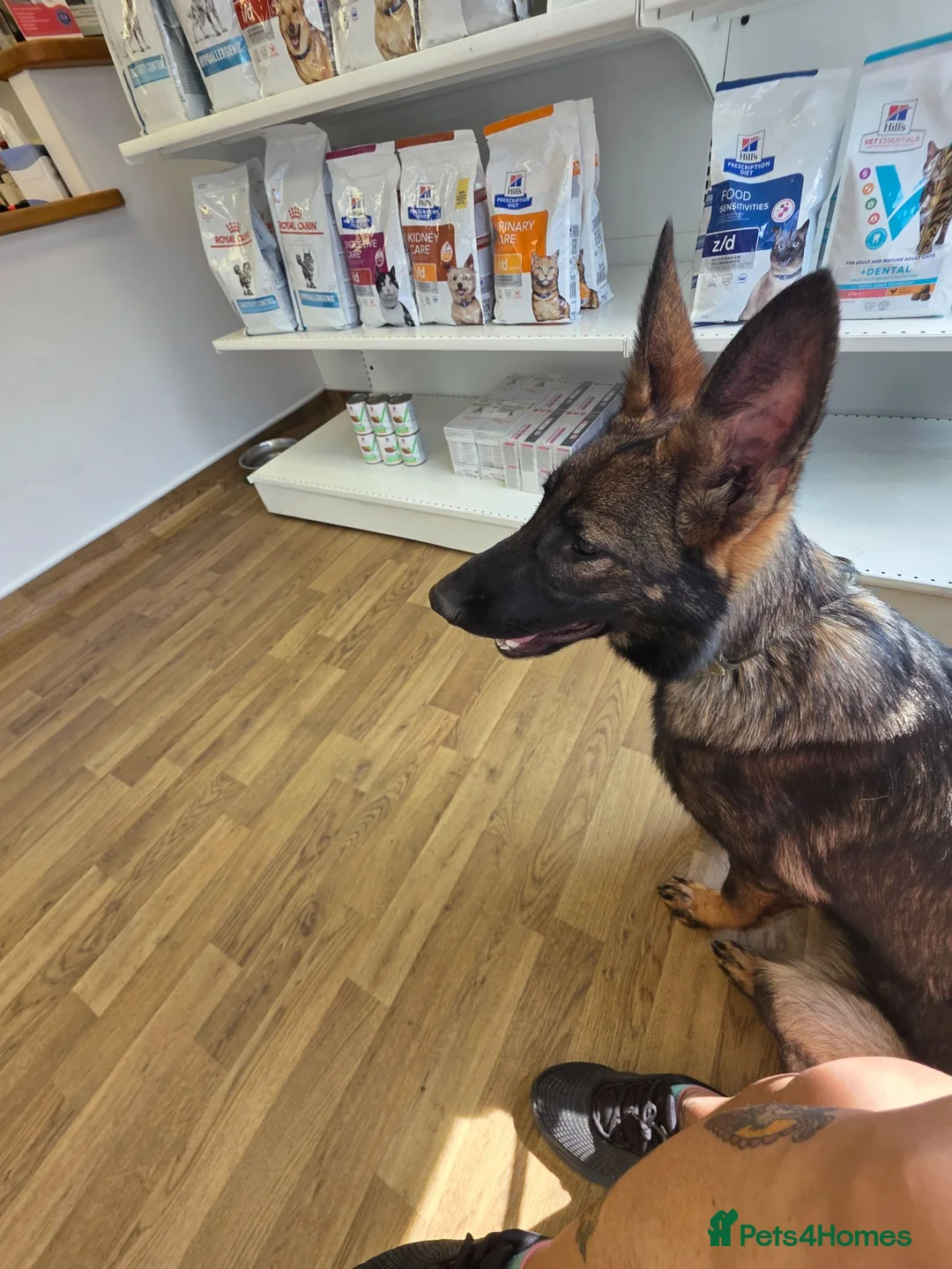 German Shepherd dogs for sale: Kc reg German Shepherd female  - Advert 2