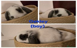 Mini Lop rabbits for sale: Beautiful mini lops x 9 - Image 10